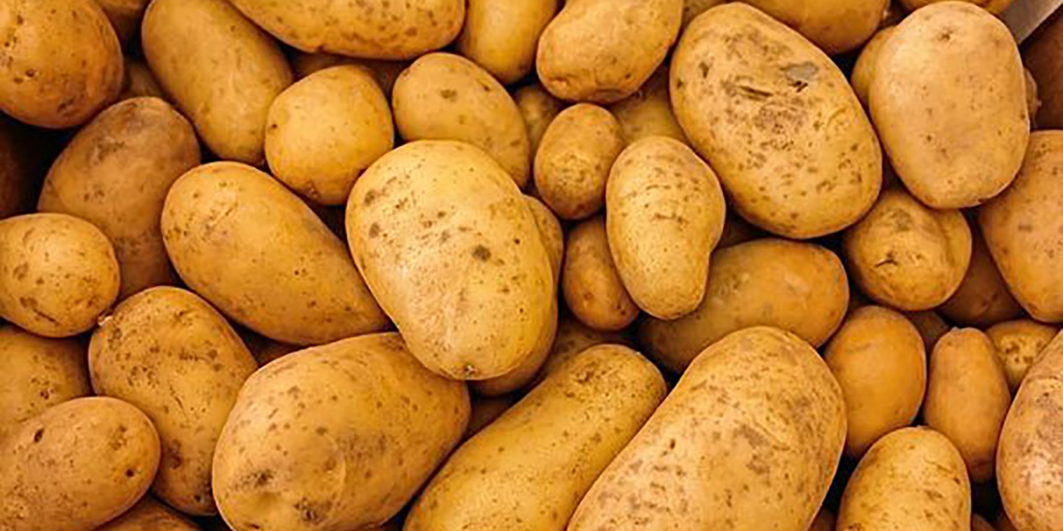 Patate, in Europa stima produttiva al ribasso